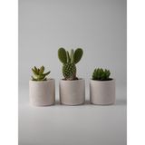 Kaju Creative Mini Sukulent Saksısı – Dekoratif Beton Saksı – – 7x7 cm | 3'lü Set ve Tekli - Bej