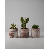 Kaju Creative Üçlü Dekoratif Beton Saksı - Mini Sukulent - Kaktüs ve Sukulent Bitkileri için 7x7cm Beton Renkli Saksı