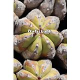 Kakteen Notizbuch Sukkulenten Fotoalbum Kaktus Zeichenbuch Agaven Skizzenbuch Zimmerpflanzen Kaktusarten Pflanzenpflege Geschenkbuch Kaktusblüten ... Bullet Journal Euphorbia Tagebuch A06A