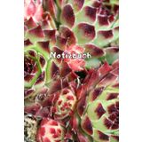 Kakteen Notizbuch Sukkulenten Fotoalbum Kaktus Zeichenbuch Agaven Skizzenbuch Zimmerpflanzen Kaktusarten Pflanzenpflege Geschenkbuch Kaktusblüten ... Bullet Journal Euphorbia Tagebuch A10A