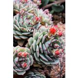 Kakteen Notizbuch Sukkulenten Fotoalbum Kaktus Zeichenbuch Agaven Skizzenbuch Zimmerpflanzen Kaktusarten Pflanzenpflege Geschenkbuch Kaktusblüten ... Bullet Journal Euphorbia Tagebuch A17A