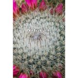 Kakteen Notizbuch Sukkulenten Fotoalbum Kaktus Zeichenbuch Agaven Skizzenbuch Zimmerpflanzen Kaktusarten Pflanzenpflege Geschenkbuch Kaktusblüten ... Bullet Journal Euphorbia Tagebuch A25A