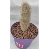 Kaktüs-12 Cm Saksı-Boy 10 Cm-Ref 04H/411