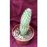 Kaktüs-18g/56-8,5 Cm Saksı