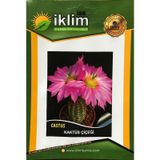 Kaktüs Çiçeği Tohumu - CRASSULA LYCOPODIOIDES (~ Takribi 50 Tohum)