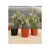 KAKTÜS HER YERDE Beyaz Tavşan Kulağı Kaktüs Büyük Boy - Opuntia Kaktüs 8.5 cm Saksı