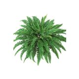 Kaktüs & Sukulent Aşk Merdiveni fujer Nephrolepis Exaltata Eğrelti Otu 15 cm Saksı 30 cm Uzunluk