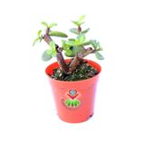 Kaktüs & Sukulent Carbon Temizleyici Bonsai, Portulacaria Afra- Minik Yeşil Yapraklı-bonsai-yeşim Ağacı-5,5 Cm Saksı