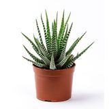 Kaktüs Sukulent Haworthia Fasciata Yılan Derisi Zebra