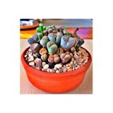 Kaktüs & Sukulent Lithops Taş Çiçek Tohumu 15 Adet