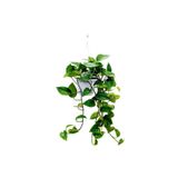 Kaktüs & Sukulent Salon Sarmaşığı Epipremnum Aureum Golden Pothos Büyük Boy 25 Cm Askılı Saksıda İç Mekan