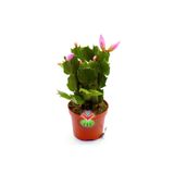 Kaktüs & Sukulent Yılbaşı Kaktüsü Çiçeği -pembe Renk Çiçek Açar 8,5 cm Saksıda-15 cm schlumbergera