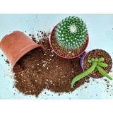 Kaktüs Toprağı 1 Lt Sukulent Toprağı Aloe Vera Toprağı Ithal Torf Pomza Perlit Vermikulit Kar