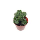 kaktuskent Crassula Budha Temple Sukulent - 5.5 Cm Saksı