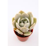kaktuskent Echeveria Lola Sukulent - 5.5 Cm Saksıda