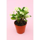 kaktuskent Euphorbia Milii