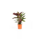 Kaladya Calathea Rufibarba Wavestar Fidanı 10-20 Cm