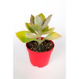 Kalanchoe Beharensis Fang Kadife Yapraklı Sukulent 8.5 cm Saksıda