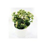 Kalanchoe Beyaz Renkli Kalanşo Seramik Saksıda