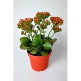 Kalanchoe Blossfeldiana Çiçek Açan Sukulent Flaming Katy 12 Cm Saksıda