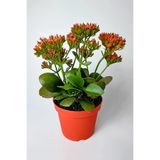 Kalanchoe Blossfeldiana Flaming Katy Çiçek Açan Sukulent | Saksıda Hazır, Çiçek Açan Bitki, Sukulent Tür, 12 cm Saksı