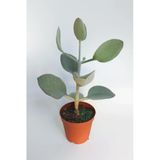 Kalanchoe Bracteata (Hildebrandtii) gümüş kaşık sukulent