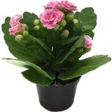Kalanchoe Calandiva 'Pink' (Kalanşo Çiçeği)