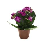 Kalanchoe Calandiva 'purple' Kalanşo Çiçeği