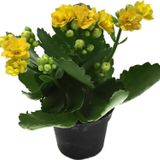Kalanchoe Calandiva 'Yellow' (Kalanşo Çiçeği)