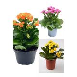 Kalanchoe Çiçeği Emel Hanım Karışık Renkli 3 Adet Sarı Pembe Turuncu