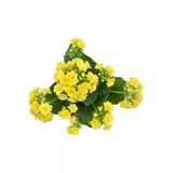 Kalanchoe Çiçeği Fidanı (Kalanşo) Sarı 10-20 Cm