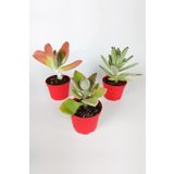 Kalanchoe Çiçeği (kalanşo) 3 Lü Set Özel Türler 8.5 Kırmızı Saksıda İç Ve Dış Mekan
