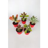 Kalanchoe Çiçeği (kalanşo) 5 Li Set Özel Türler 8.5 Kırmızı Saksıda İç Ve Dış Mekan
