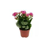Kalanchoe Çiçeği Kalanşo Çiçeği Fidanı Ev Ofis Bitkisi 10-20 Cm