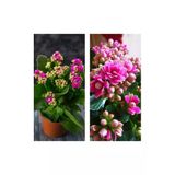 Kalanchoe Çiçeği Kalanşo Emel Hanım Pembe 8.5 Saksıda 10-20 Cm