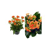Kalanchoe Çiçeği Kalanşo Emel Hanım Turuncu Çiçekli Bodur Bitki