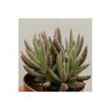 Kalanchoe Daigremontiana, Aşkın Gözyaşı Bitkisi Sukulent