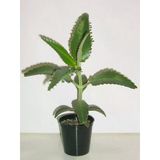 Kalanchoe Daigremontiana Aşkın Gözyaşı Çiçeği Fidanı 15-25 Cm