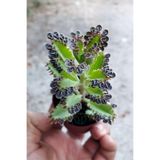 Kalanchoe Daigremontiana Binlerin Anası Gri Aşkın Gözyaşları Çiçeği