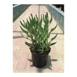 Kalanchoe Daigremontiana Echeveria Aşkın Gözyaşları Çiçeği 10-20 Cm
