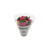 Kalanchoe Emel Hanım Çiçeği Fidanı Fuşya Renk 10-20 cm