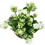 Kalanchoe Fidanı (Kalanşo) Beyaz 10-20 cm