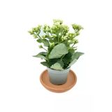 Kalanchoe (Kalanşo) Çiçeği Fidanı Beyaz 10-20 Cm