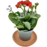 Kalanchoe Kalanşo Çiçeği Fidanı Kırmızı 10-20 Cm