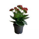 Kalanchoe Kalanşo Çiçeği Fidanı (Kırmızı Çiçekli) 10-20 Cm
