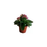 Kalanchoe - Kalanşo Çiçeği Fidanı (Mor Çiçekli) 10-20 Cm