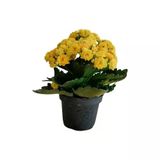 Kalanchoe Kalanşo Çiçeği Fidanı (Sarı Çiçekli) 10-20 Cm