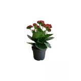 Kalanchoe Kalanşo Çiçeği (Kırmızı Çiçekli) 10-20 cm