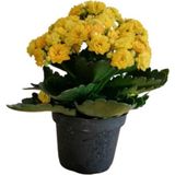 Kalanchoe - Kalanşo Çiçeği (Sarı Çiçekli)