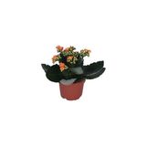 Kalanchoe - Kalanşo Çiçeği - Turuncu Renk